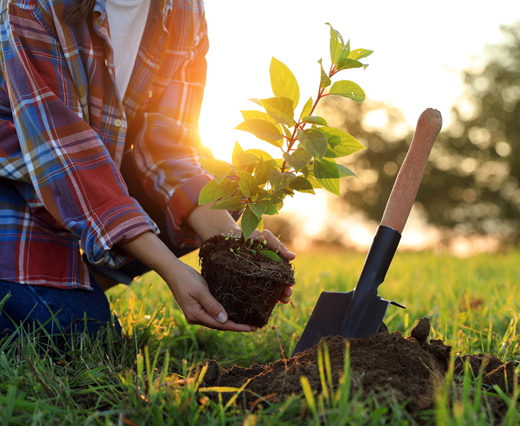 Woman planting seedling tree.